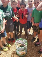 Hornets raising Butterflies?!